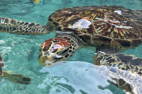 Zanzibar: Swim with Sea Turtles at Salaam Cave with Transfer Hotel Transfer Anywhere in Zanzibar