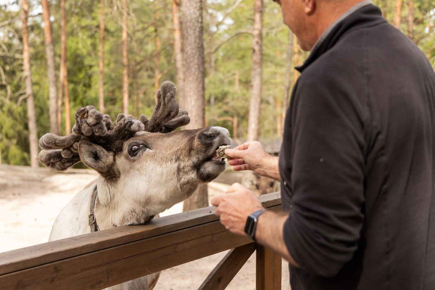 PRIVATE Reindeer Park Adventure by VIP Car