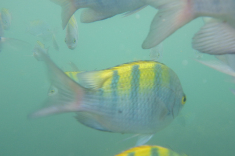 Excursion en catamaran à la recherche d&#039;iguanes et plongée en apnée