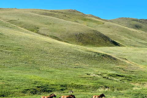 Ulaanbaatar: Khustai National Park Full Day Trip