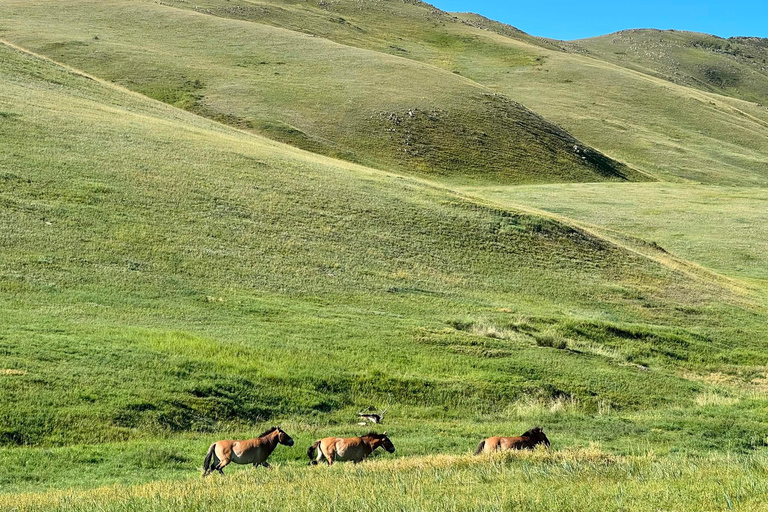 Ulaanbaatar: Khustai National Park Full Day Trip