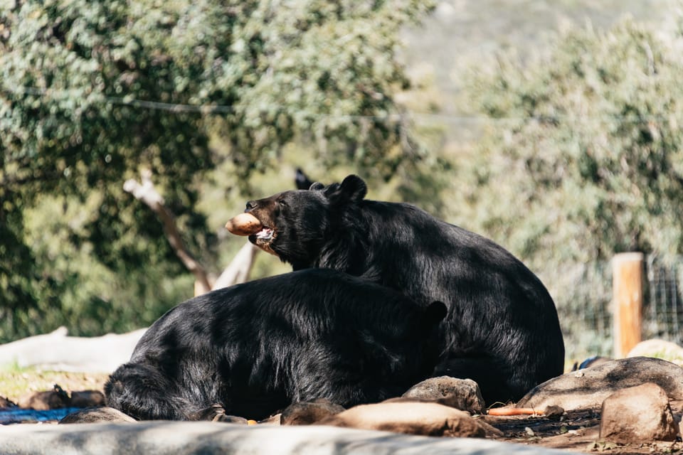 Alpine: Lions Tigers & Bears Animal Sanctuary Guided Visit