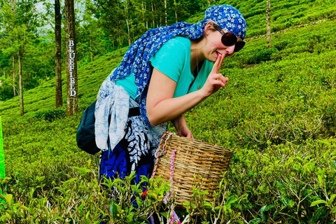 Kandy: Nuwara Eliya to Ella Tea Plantation & Waterfall Hike