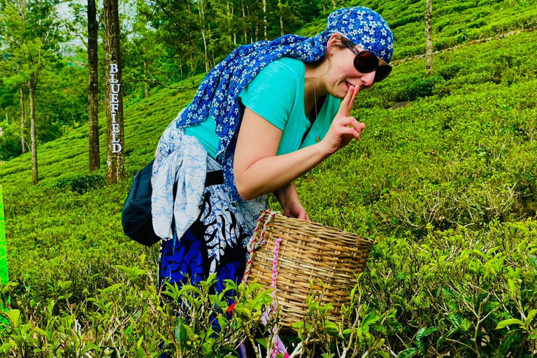 Kandy: Nuwara Eliya to Ella Tea Plantation & Waterfall Hike