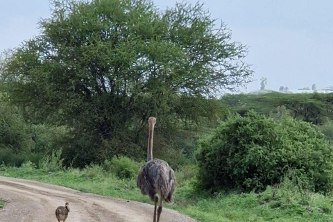 Nairobi: Half Day guided tour to Nairobi National Park
