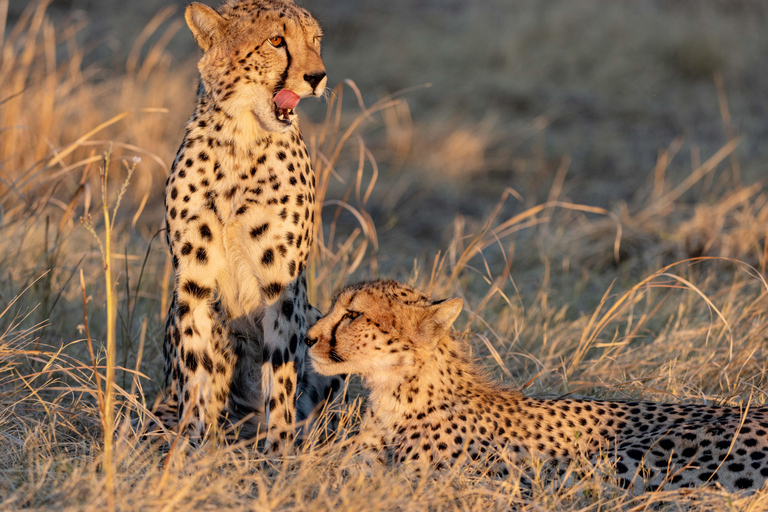 Desde Victoria Falls: Chobe y Namibian Island con almuerzoFrom Victoria Falls: Chobe &amp; Impalila Island Tour with Lunch