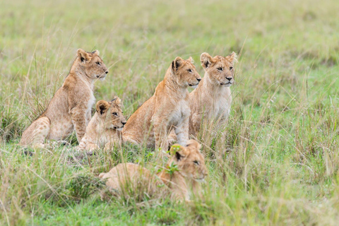 Nairobi: 5-daagse privé-safari naar Masai Mara, Lake Nakuru