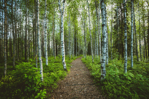 Rovaniemi: Äventyrsresa med vandring i den magiska skogen och BBQMagisk skog vandring äventyrstur &amp; BBQ - tur i liten grupp