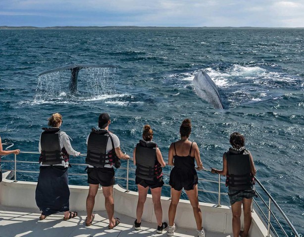 Visit Mirissa Morning Whale Watching Tour in Mirissa