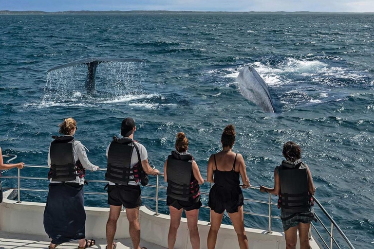 Mirissa : matinée d'observation des baleines