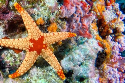 Jozani, Salaam, Seestern, Schnorcheln, The Rock, Kuza, PajeJozani, Salaam, Seesterne, Schnorcheln, The Rock, Kuza, Paje