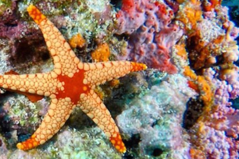 Jozani, Salaam, Seestern, Schnorcheln, The Rock, Kuza, PajeJozani, Salaam, Seesterne, Schnorcheln, The Rock, Kuza, Paje