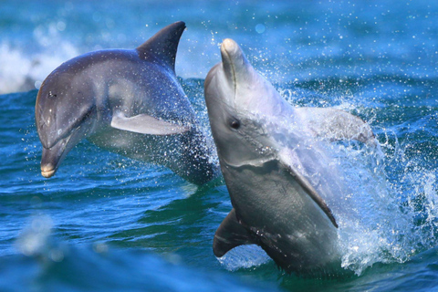 Côté : Excursion en bateau sur l&#039;île des dauphins avec déjeuner et prise en charge à l&#039;hôtel.Tour en bateau avec prise en charge à l&#039;hôtel et déjeuner