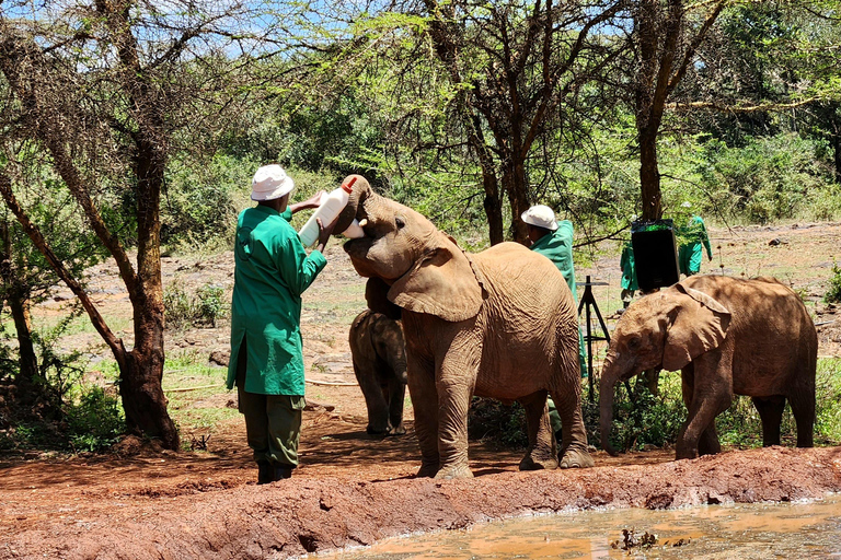 Nairobi National Park, Elephant Orphanage & Giraffe Centre