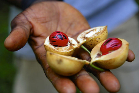 Zanzibar: Tropisk kryddträdgård, båttur och lunch