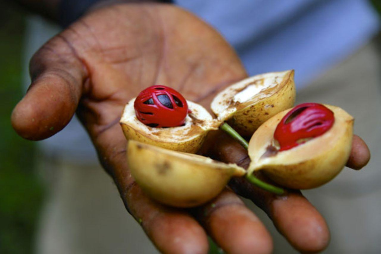 Zanzibar: Tropisk kryddträdgård, båttur och lunch