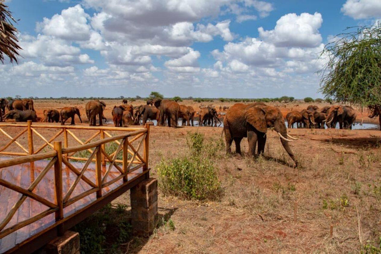 Mombasa: 5-Day Safari- Amboseli, SaltLick, Ziwani & Ngutuni