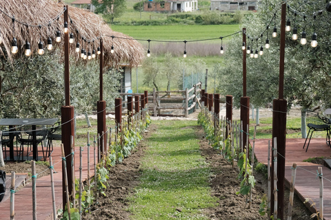 Experience Albanian Wine, daily tours from Durres