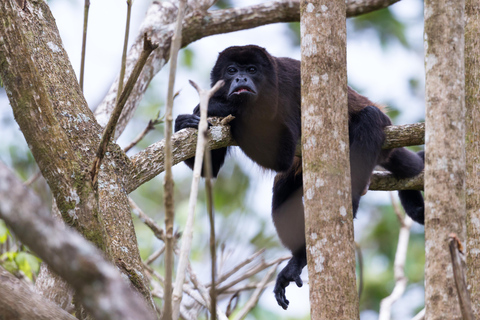 3 jours de camping dans la jungle amazonienne au départ d&#039;Iquitos