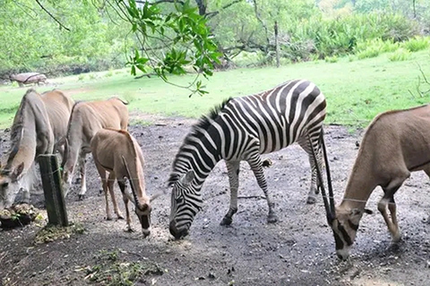 Mombasa: Karmienie żyraf w parku Haller samochodem.