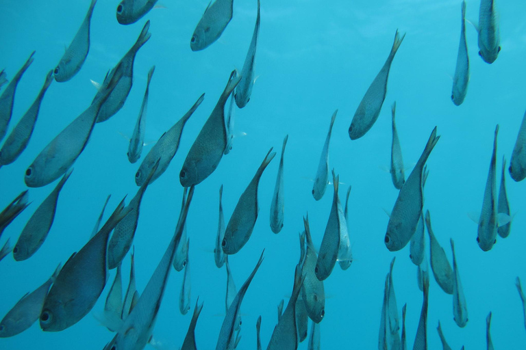 From Zanzibar: Mnemba Island Snorkeling Tour with LunchMnemba Island Snorkelling shared tour with lunch