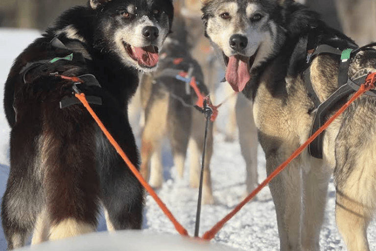 Experience the Magic of Lapland with Sled Husky Adventures Classic Husky Tour (5km)