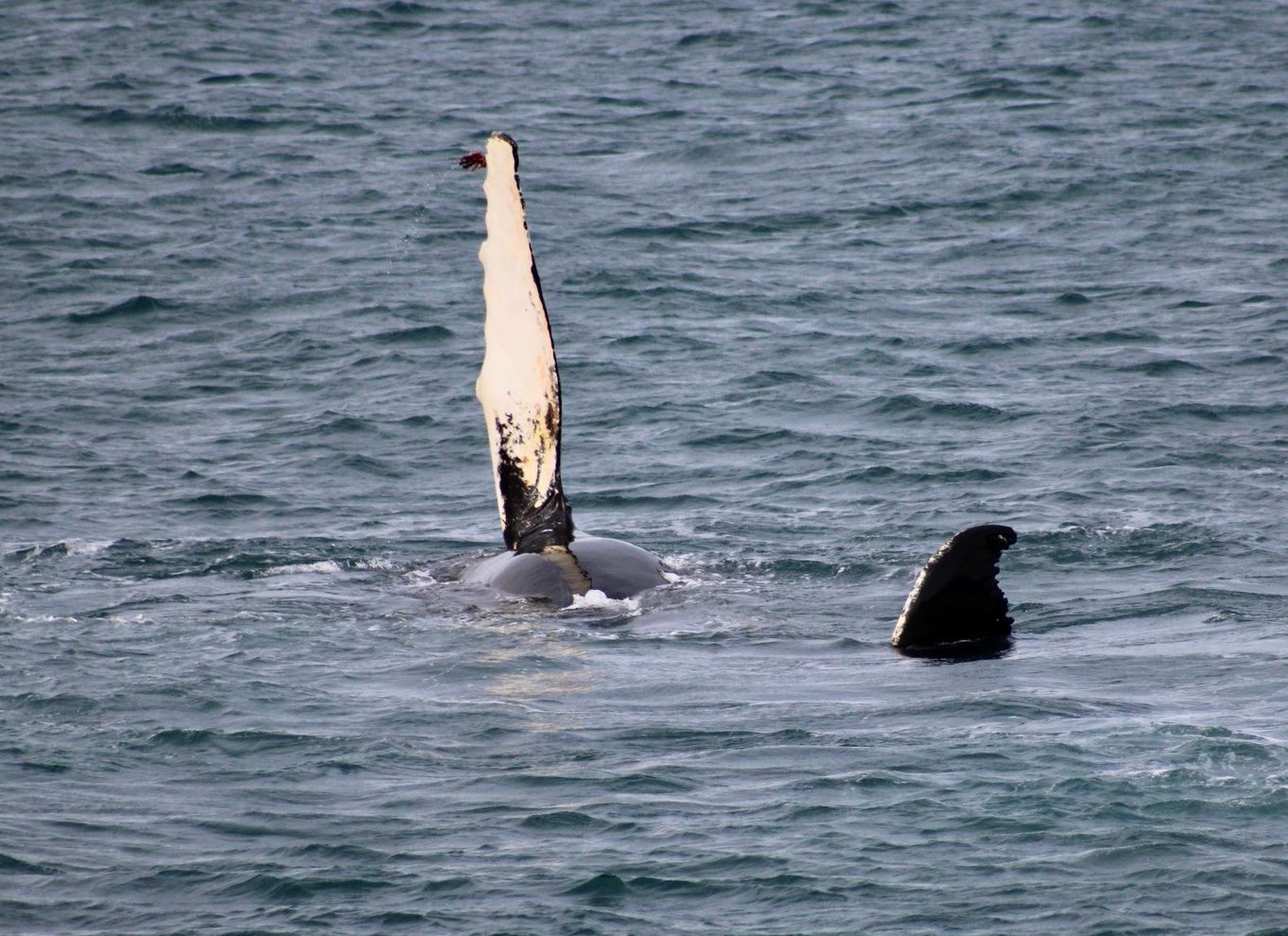 Reykjavik: den originale 3-timers hvalsafari