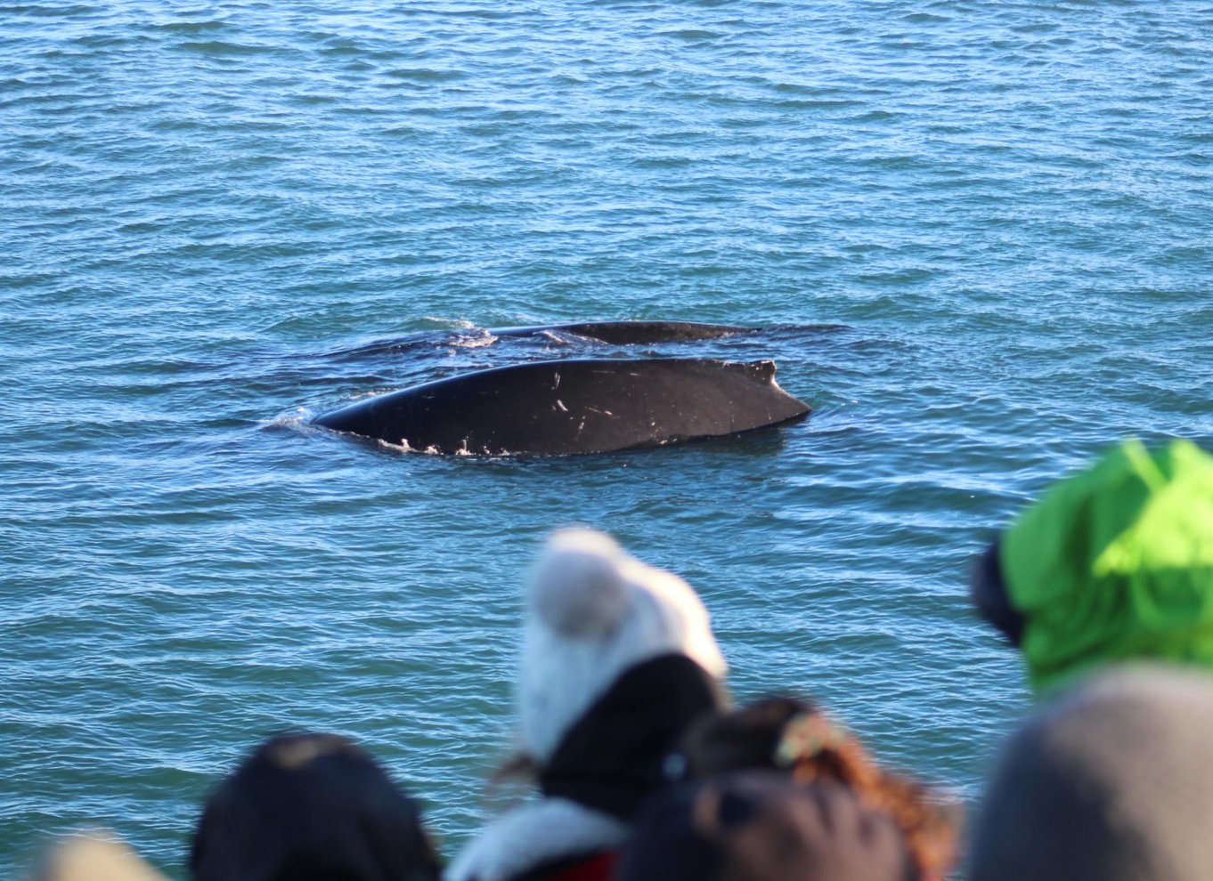 Reykjavik: den originale 3-timers hvalsafari