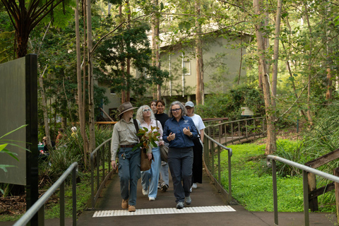 Brisbane: Koala Tour with Hotel Pickup & Morning Tea