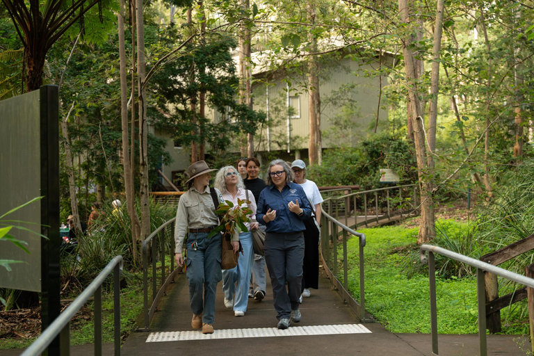 Brisbane: Koala Tour with Hotel Pickup & Morning Tea