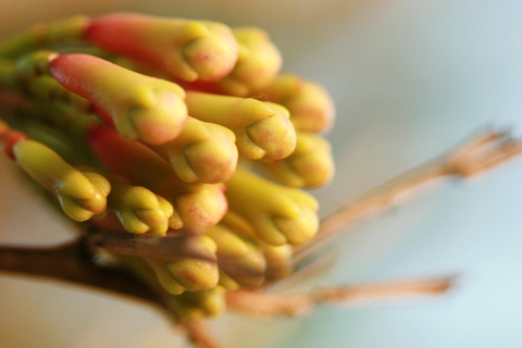 Zanzibar: The Swahili Spice Experience – wycieczka po przyprawach + kulinarna podróż"The Swahili Spice Experience" (z miejscem spotkania)