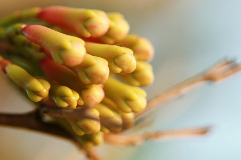 Zanzibar: The Swahili Spice Experience – wycieczka po przyprawach + kulinarna podróż"The Swahili Spice Experience" (z miejscem spotkania)