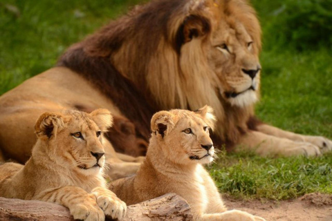 Nairobi National Park: Small-Group Sunrise Game Drive Safari