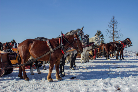 Zakopane: Horse-Drawn Rides with Local Guide & Food Tasting Summer: Horse-Drawn Carriage