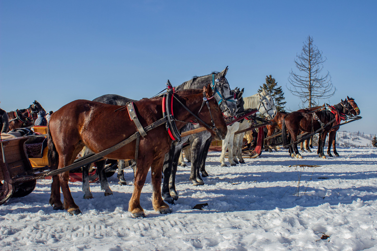 Zakopane: Hästdragna turer med lokal guide och matprovningVinter: Åktur med snösläde