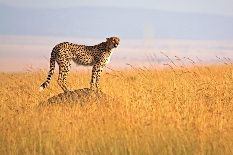 4 dagars safari i Masaai Mara och Nakurusjöns nationalpark