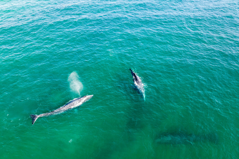 Excursão guiada pela vida marinha em EsteponaVida marinha guiada 4h