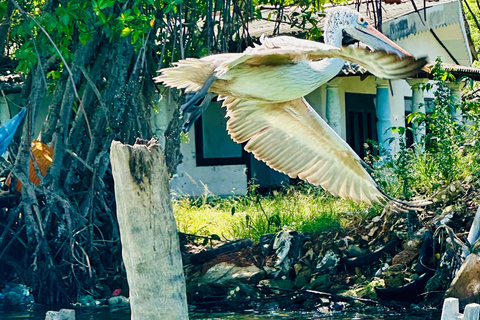 Negombo To Muthurajawela Wetlands Bird Watching Boat Tour