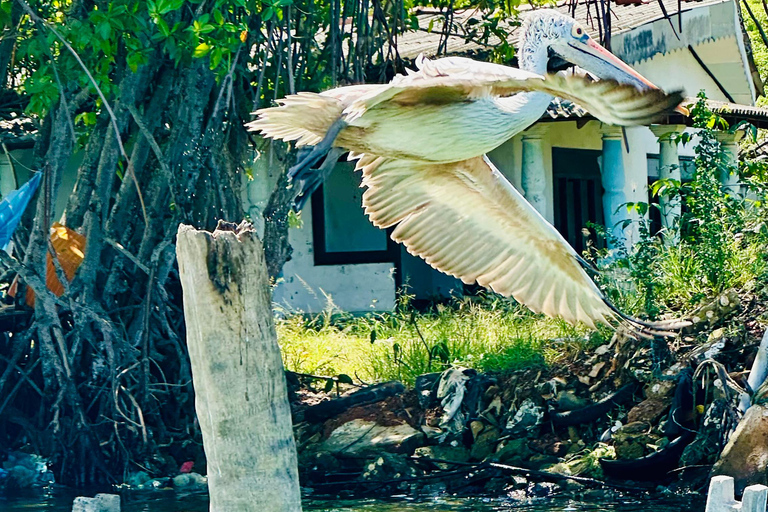 Negombo To Muthurajawela Wetlands Bird Watching Boat Tour
