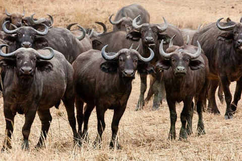 Daressalam: 5-tägige Safari im Süden