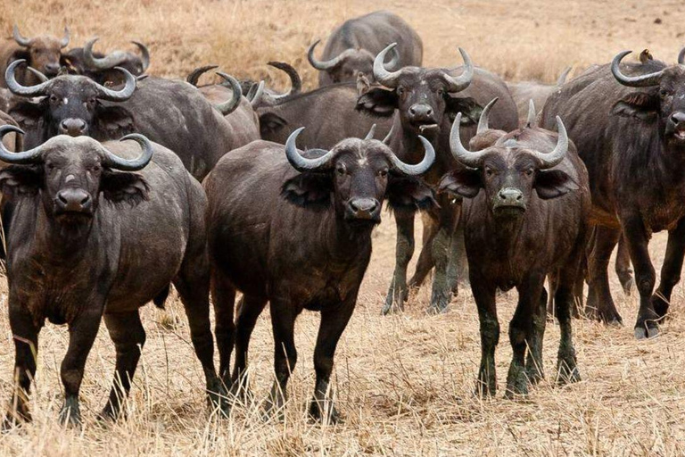 Daressalam: 5-tägige Safari im Süden