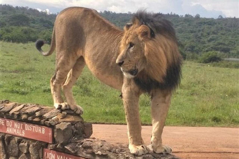 Nairobi National Park: Frühmorgens oder nachmittags PirschfahrtAbholung vom Hotel in Nairobi