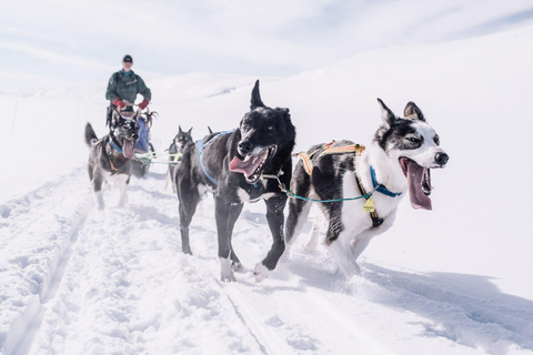 Rovaniemi: One Hour Husky Trip with hotel pick up Rovaniemi: One Hour Husky Trip with hotel pick up_REC