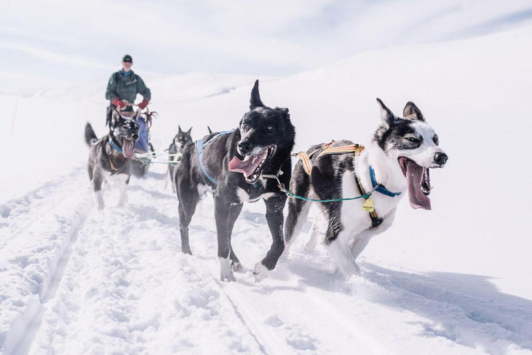 Rovaniemi: One Hour Husky Trip with hotel pick up Rovaniemi: One Hour Husky Trip with hotel pick up_REC
