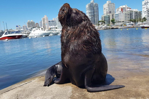 Punta del Este : visite d&#039;une jounée consacrée à la plage et à la culturePunta del Este : visite privée d&#039;une jounée sur la plage et à la découverte de la culture