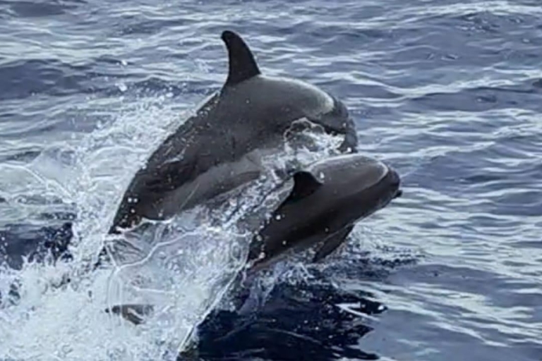Dolfijn & walvis kijken (3 uur)