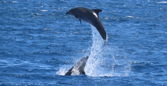 Kos: 3-Island Cruise with Lunch and Hotel Transfer