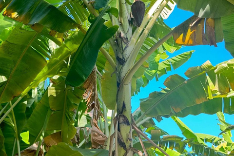 Praia:Cidade Velha Plantations, Grogue Tasting and Fort Tour