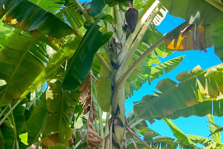 Praia:Cidade Velha Plantations, Grogue Tasting and Fort Tour