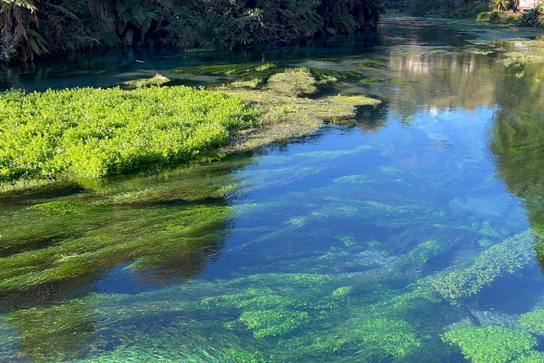 EXCLUSIVE Blue Spring experience half day tour from Auckland